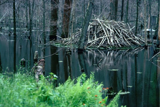 beaver-architecture