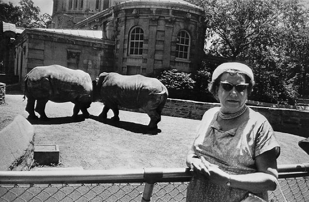 winogrand_rhinos1