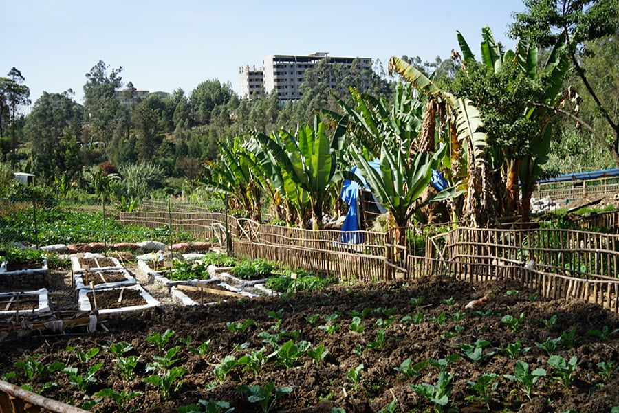 Addis Ababa Zoma Museum design