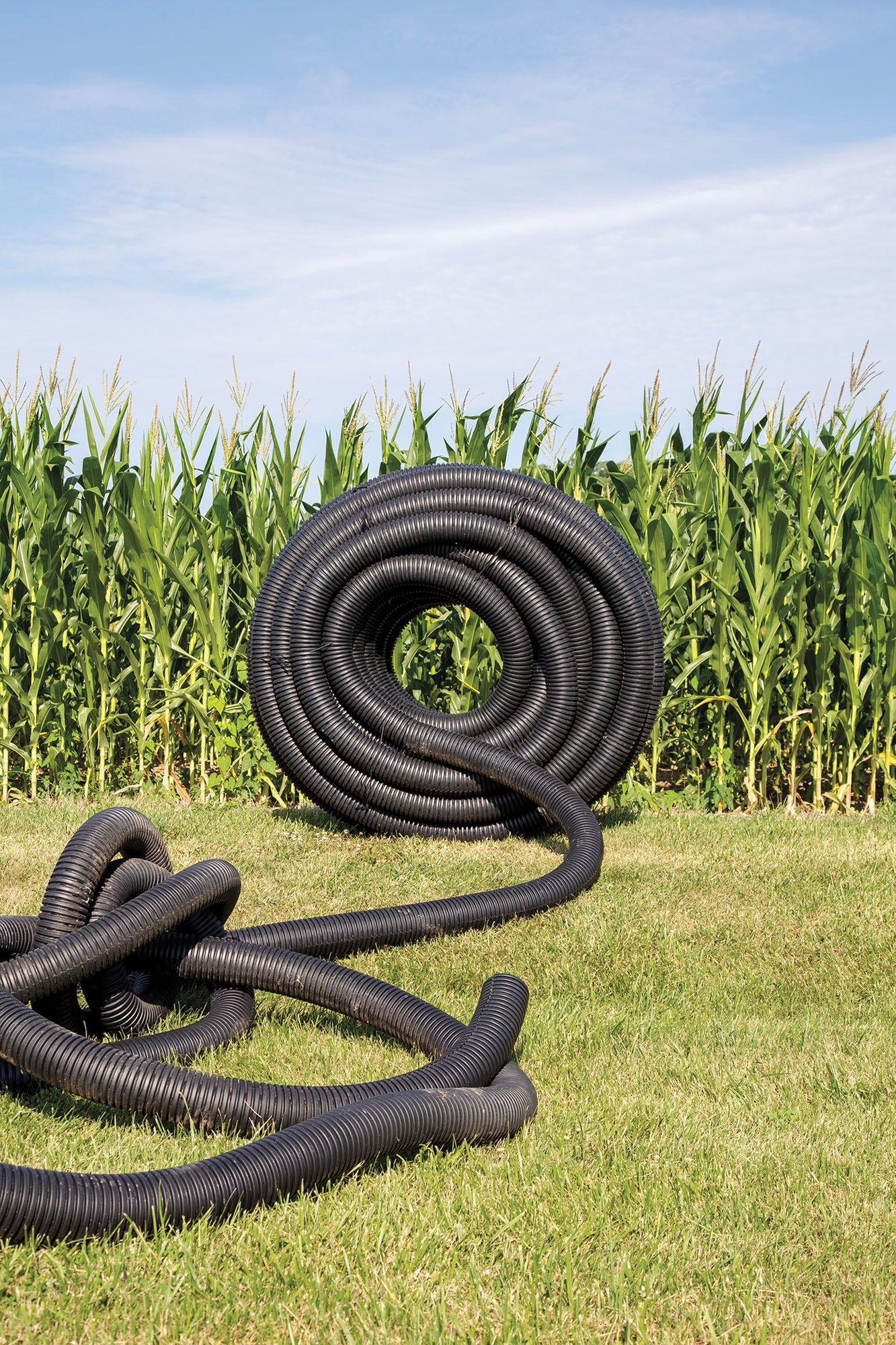 black plastic irrigation tubing coiled in cornfield