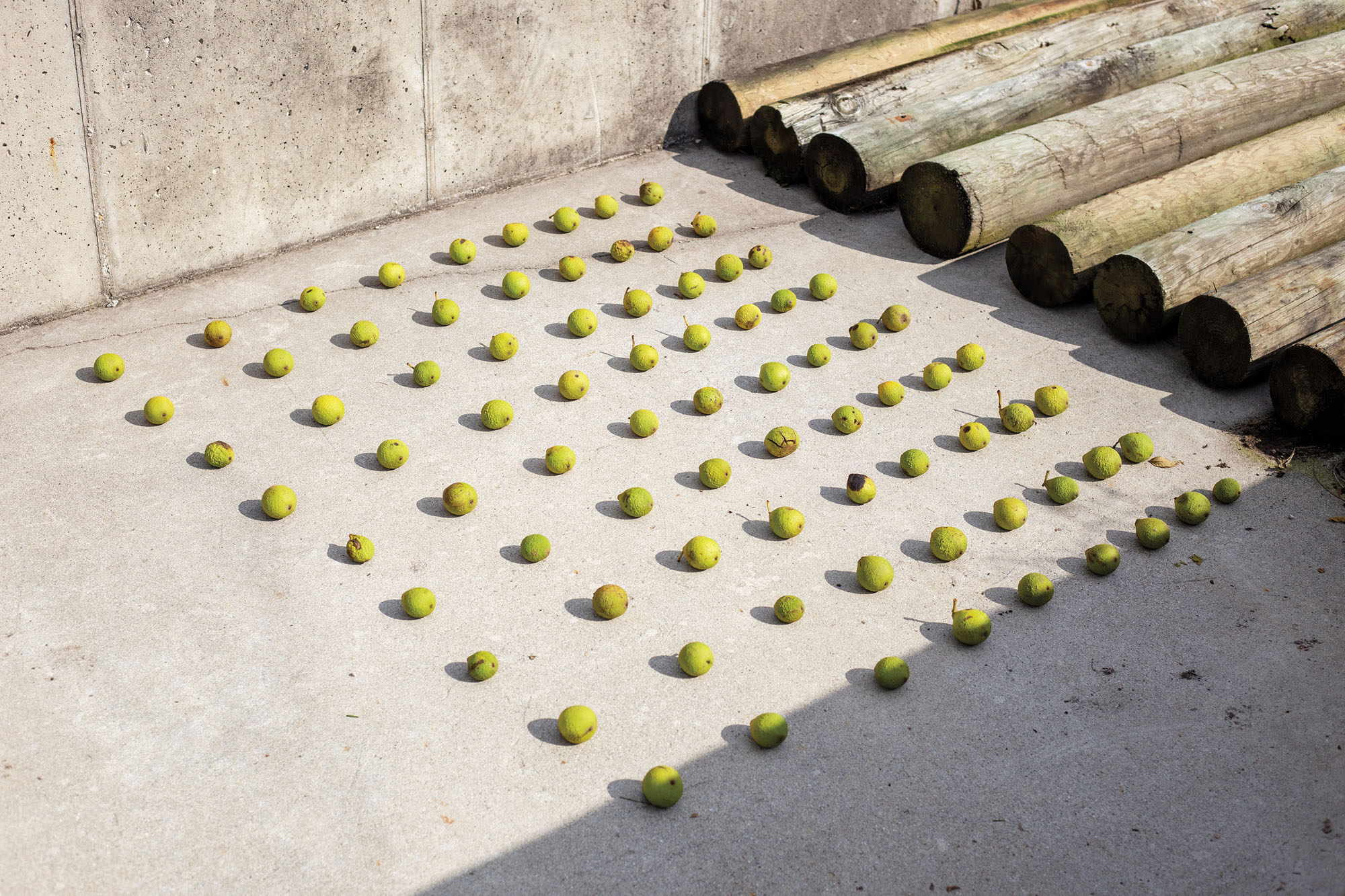 grid of green apples on concrete surface