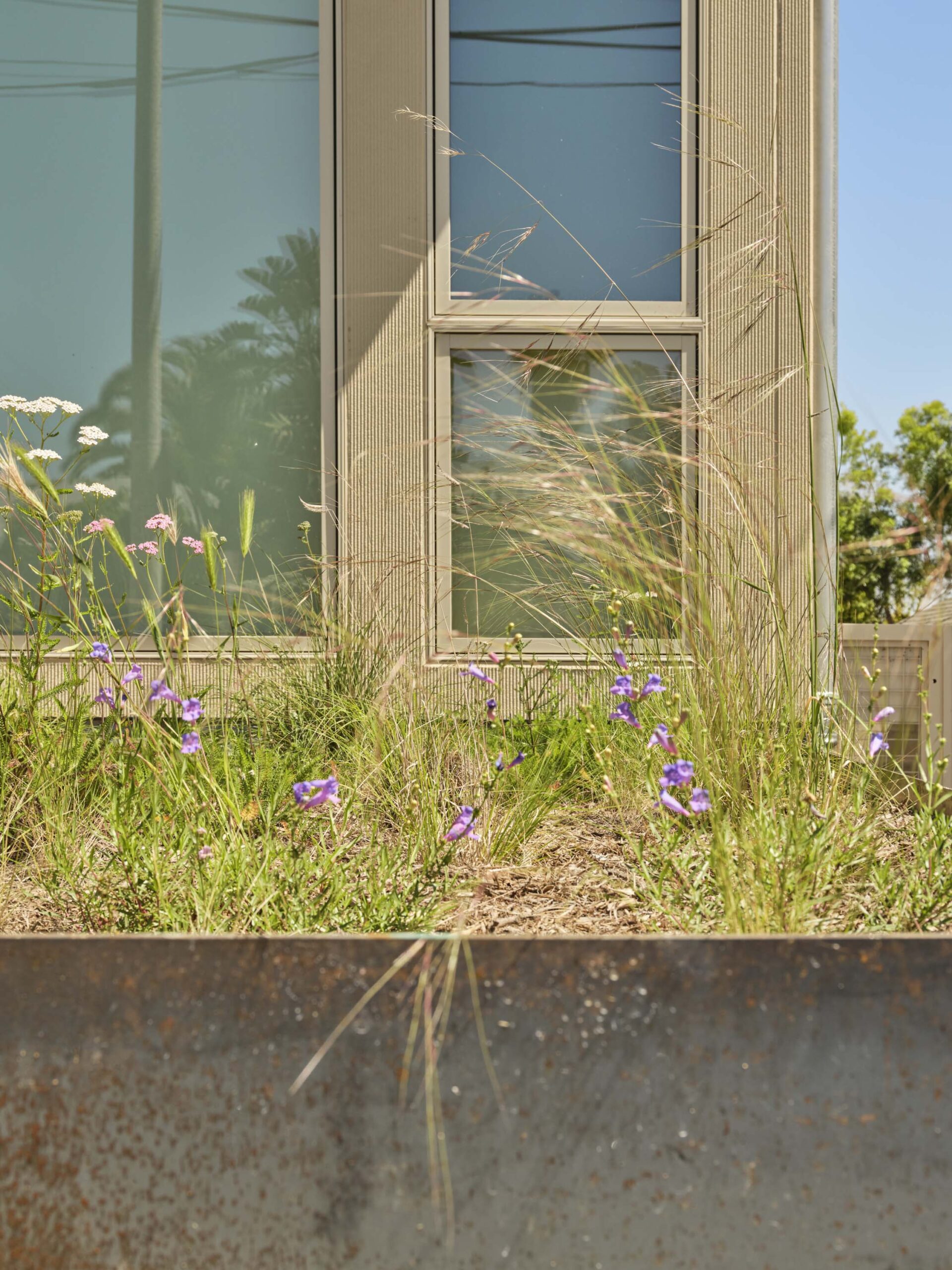 detail of landscape out front of an apartment building in lA