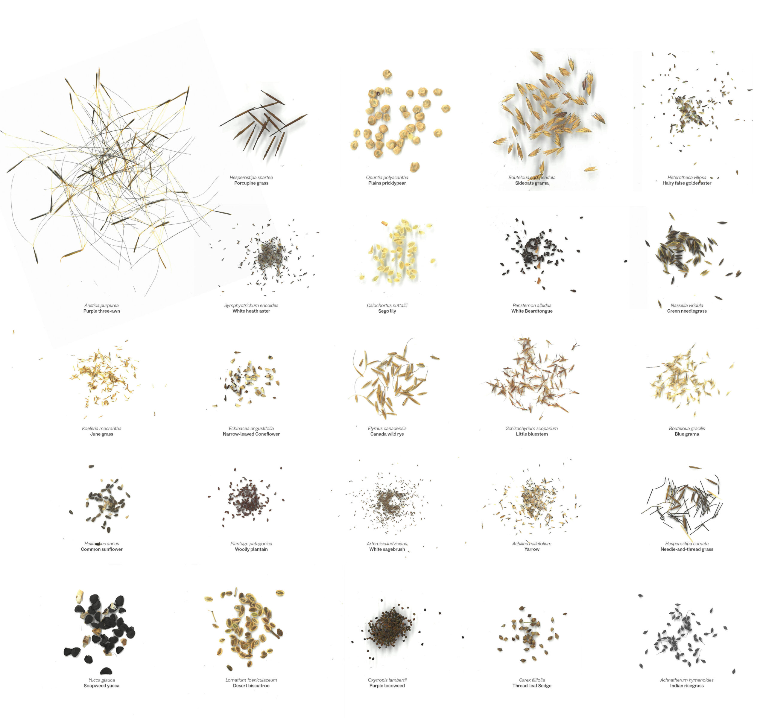 A grid of 25 labeled seed samples from various desert plants is displayed on a white background, each showing different shapes, sizes, and colors.