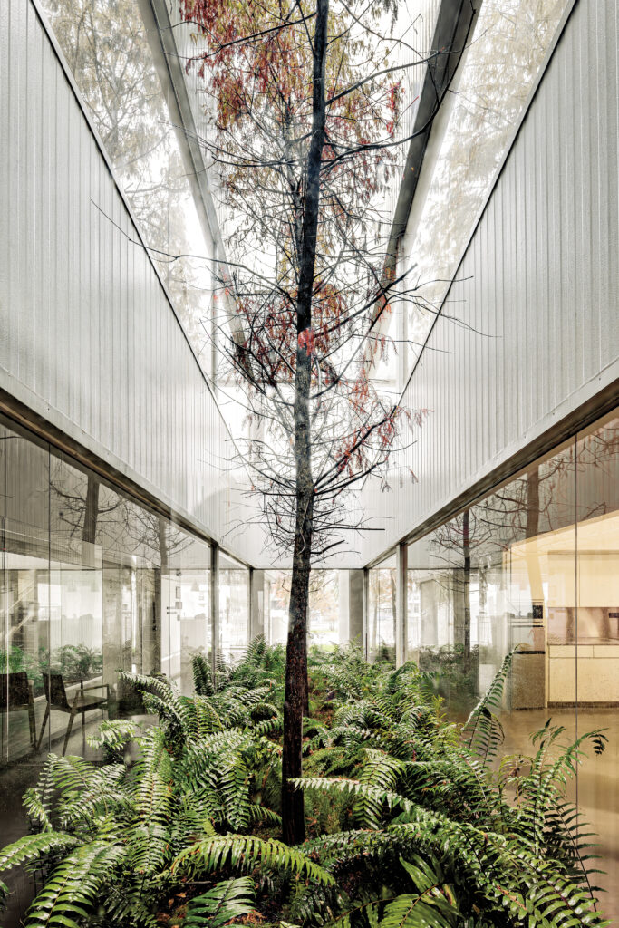 A tall tree surrounded by ferns grows in a narrow, glass-walled atrium designed by Neri&Hu, with natural light streaming from above.