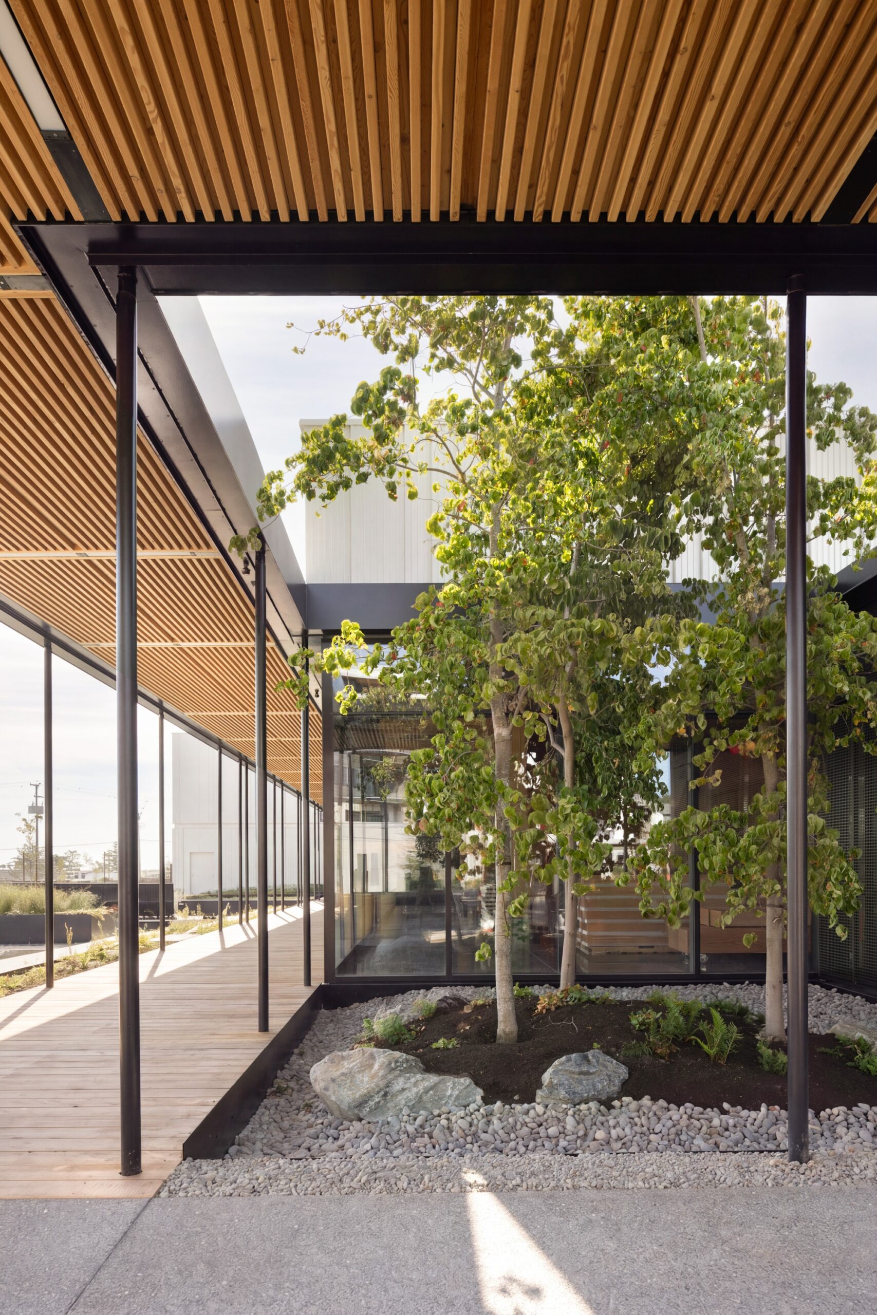 Modern building courtyard with a central tree, rocks, glass walls, and a wood slat ceiling, supported by black metal beams, letting in natural light.