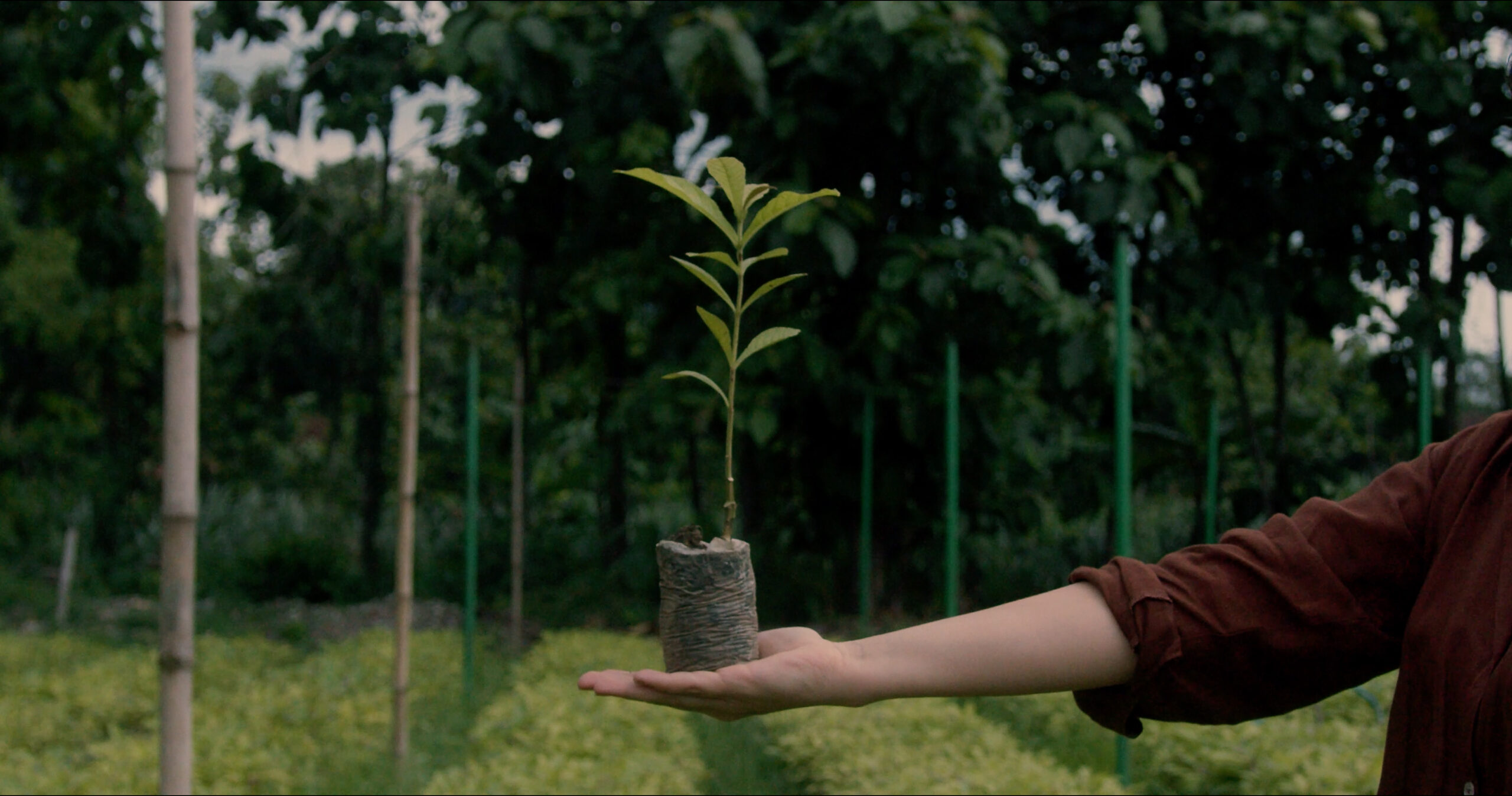 Announcing the Winners of the 2026 METROPOLIS Planet Positive Awards: A person holds a small sapling in a plastic bag over a green field, with trees and plants in the background.