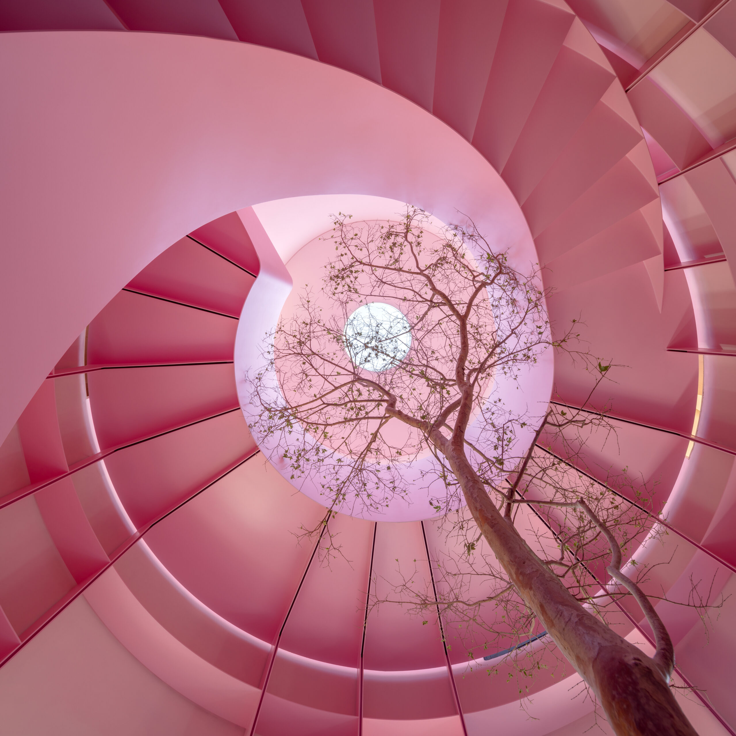 A leafless tree stands in the center of a spiral staircase with pink walls in Mexico City.
