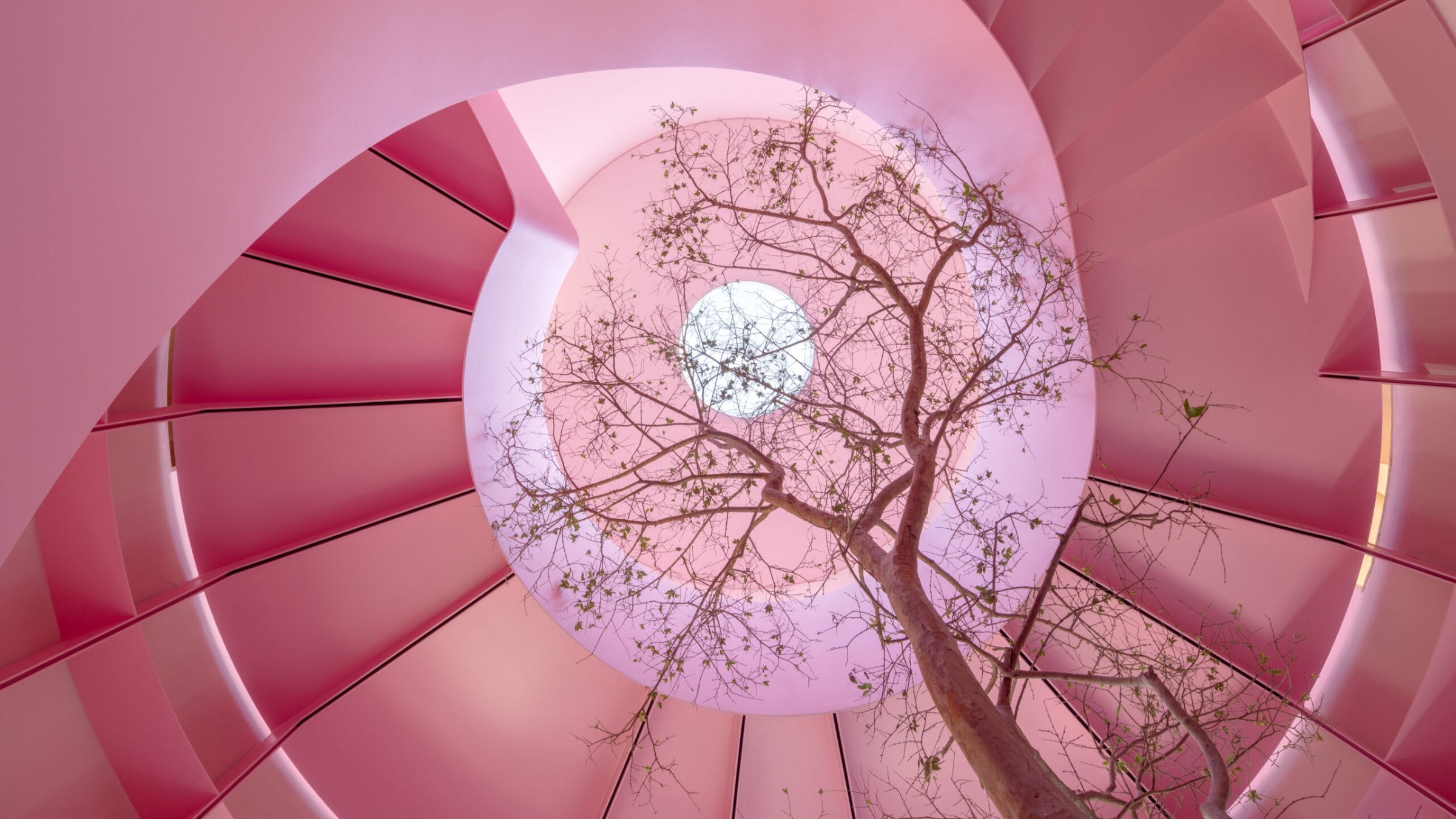 A bare tree grows up through the center of a pink spiral staircase in Mexico City toward a circular skylight.